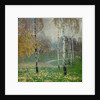 Birch Trees, 1904 by Alois Kalvoda