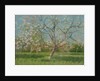 Orchard trees in blossom, 1900-10 by Laszlo Mednyanszky