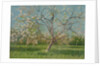 Orchard trees in blossom, 1900-10 by Laszlo Mednyanszky