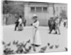 Feeding the pigeons, Boston Common by Anonymous