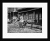 A New Orleans milk cart, New Orleans, La. by Anonymous