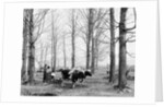 Bringing in the sap in a maple sugar camp, c.1900-06 by Detroit Publishing Co.