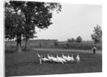 White Holland turkeys, 1900 by Detroit Publishing Co.