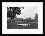 White Holland turkeys, 1900 by Detroit Publishing Co.