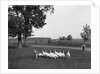 White Holland turkeys, 1900 by Detroit Publishing Co.