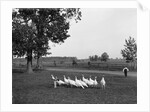 White Holland turkeys, 1900 by Detroit Publishing Co.