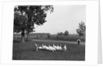 White Holland turkeys, 1900 by Detroit Publishing Co.