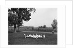 White Holland turkeys, 1900 by Detroit Publishing Co.