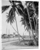 Coconut trees along the docks, Miami, Florida, c.1900-15 by Detroit Publishing Co.