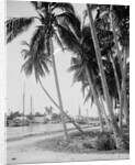 Coconut trees along the docks, Miami, Florida, c.1900-15 by Detroit Publishing Co.