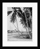 Coconut trees along the docks, Miami, Florida, c.1900-15 by Detroit Publishing Co.