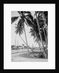 Coconut trees along the docks, Miami, Florida, c.1900-15 by Detroit Publishing Co.