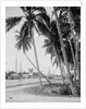 Coconut trees along the docks, Miami, Florida, c.1900-15 by Detroit Publishing Co.