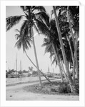 Coconut trees along the docks, Miami, Florida, c.1900-15 by Detroit Publishing Co.