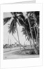 Coconut trees along the docks, Miami, Florida, c.1900-15 by Detroit Publishing Co.