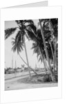 Coconut trees along the docks, Miami, Florida, c.1900-15 by Detroit Publishing Co.