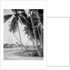Coconut trees along the docks, Miami, Florida, c.1900-15 by Detroit Publishing Co.