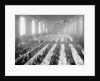 Banquet in Alumni Hall [i.e., University Commons], Yale College, Connecticut, c.1900-06 by Detroit Publishing Co.