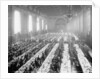 Banquet in Alumni Hall [i.e., University Commons], Yale College, Connecticut, c.1900-06 by Detroit Publishing Co.