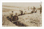 U.S. Marines in France Digging in, 1917-19 by American Photographer
