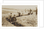 U.S. Marines in France Digging in, 1917-19 by American Photographer