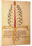 Ms 1591 Fol.13r Herba Lunaria Maggiore by Italian School