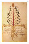 Ms 1591 Fol.13r Herba Lunaria Maggiore by Italian School