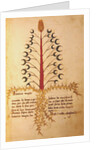 Ms 1591 Fol.13r Herba Lunaria Maggiore by Italian School