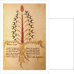 Ms 1591 Fol.13r Herba Lunaria Maggiore by Italian School