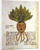 Ms 1591 Fol.18v. Herba Capud Johannis Mazor by Italian School
