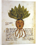 Ms 1591 Fol.18v. Herba Capud Johannis Mazor by Italian School