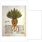 Ms 1591 Fol.18v. Herba Capud Johannis Mazor by Italian School