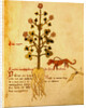 Ms 1591 Fol.38r Herba negra by Italian School