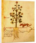 Ms 1591 Fol.38r Herba negra by Italian School