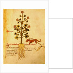 Ms 1591 Fol.38r Herba negra by Italian School