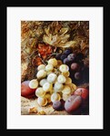 Grapes and Plums by Vincent Clare