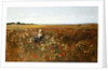 The Poppyfield, 1897 by Kate Colls