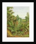 Honeysuckle and Ferns by Albert Durer Lucas