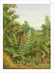 Honeysuckle and Ferns by Albert Durer Lucas