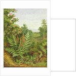 Honeysuckle and Ferns by Albert Durer Lucas