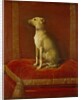 One of Frederick II's Italian Greyhounds by German School