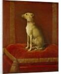 One of Frederick II's Italian Greyhounds by German School