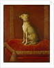 One of Frederick II's Italian Greyhounds by German School