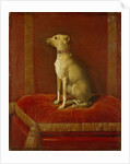 One of Frederick II's Italian Greyhounds by German School