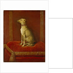 One of Frederick II's Italian Greyhounds by German School