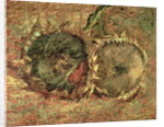 Two Cut Sunflowers, 1887 by Vincent van Gogh