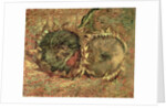 Two Cut Sunflowers, 1887 by Vincent van Gogh