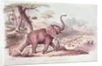 Hunting the Wild Elephant by William Cornwallis Harris