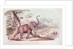 Hunting the Wild Elephant by William Cornwallis Harris