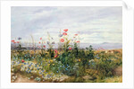 Fleurs sauvages avec une vue de Dublin Dunleary by Andrew Nicholl
